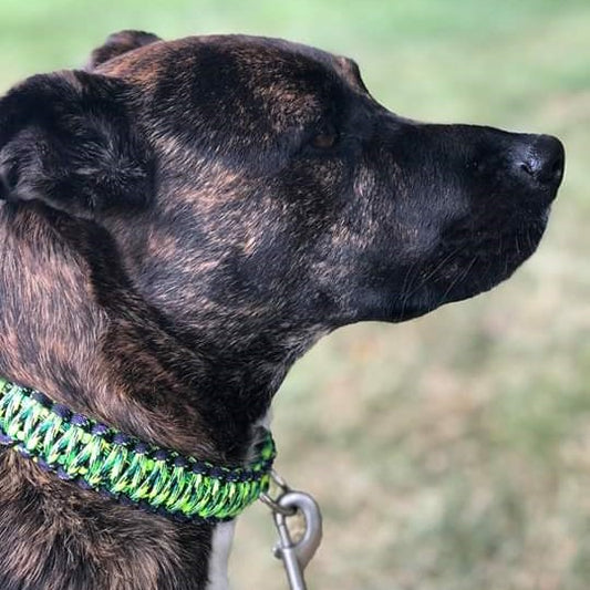 a close up of a dog wearing a collar