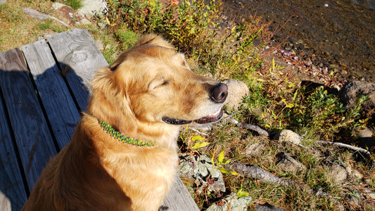 a brown dog sitting on wooden deck with green collar