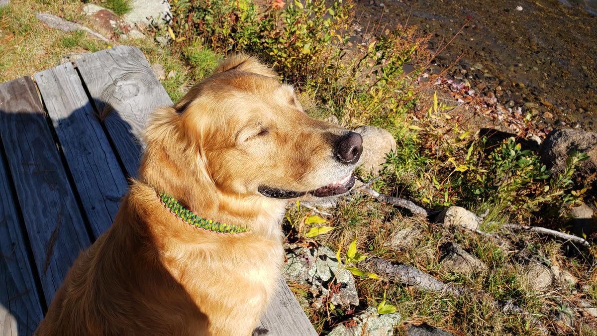 Durable Paracord Dog Collar