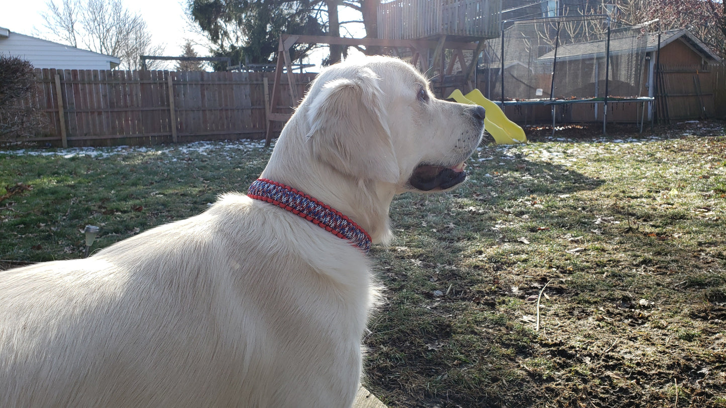 a white dog with a red collar
