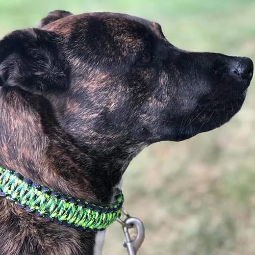 Large-Dog Collar - Insanely Paracord