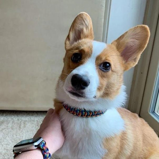 a small brown and white dog sitting next to a persons hand
